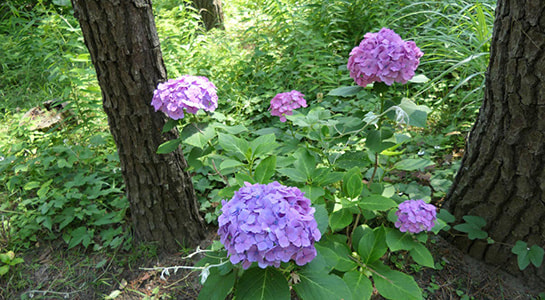 p2180518.jpg