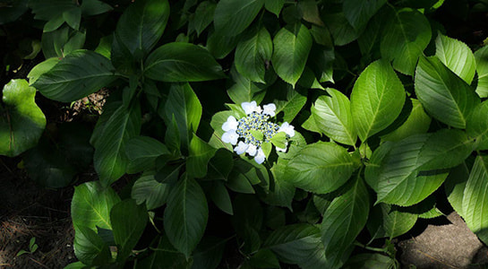 p2180444.jpg