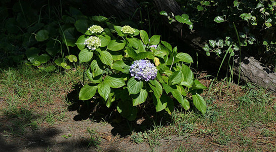 p2180422.jpg