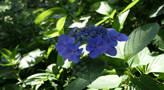 p2180412.jpg