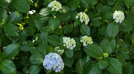 p2180332.jpg