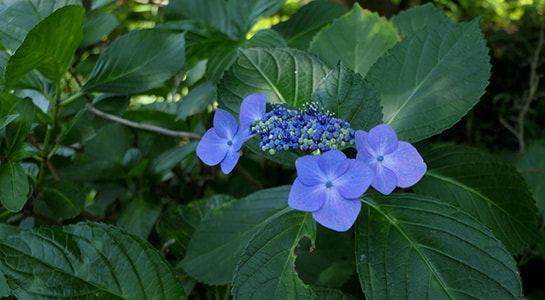 p2180362.jpg