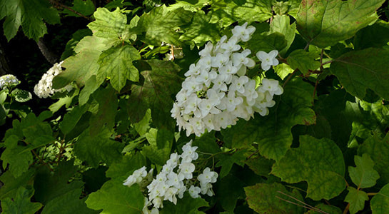 p2180341.jpg