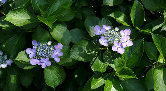 p2180365.jpg