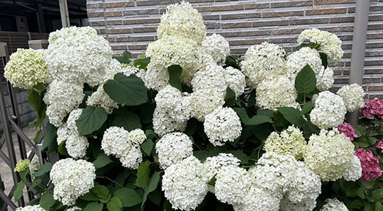 img_6995.jpg