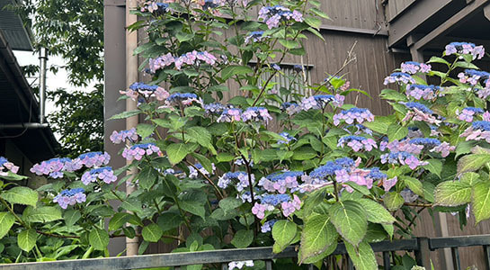 s__66297899.jpg