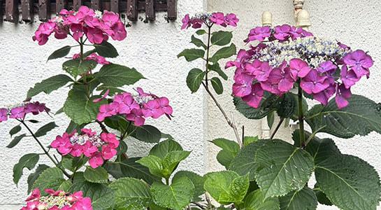 s__66297900.jpg